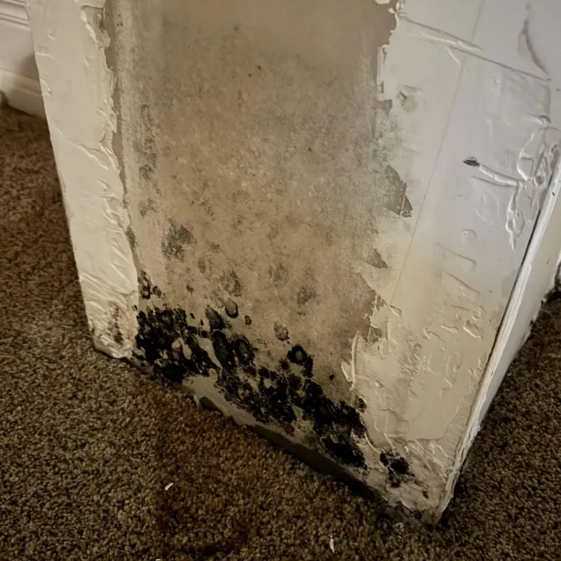 Professional Mold Removal in Bessemer City, NC
